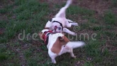 有趣的小狗比格与成年狗摔跤，<strong>滚落</strong>在草地上活跃的罗利克战斗，狗张开下巴，翻滚和使用
