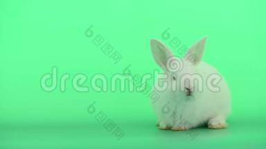 小白兔展示了移动的鼻子和嘴，保持平静的绿色屏幕背景