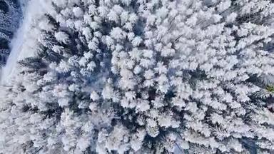 <strong>冬季</strong>背景高杉树的俯视图。 动作。 森林中白雪皑皑的森林<strong>美景</strong>。 深处