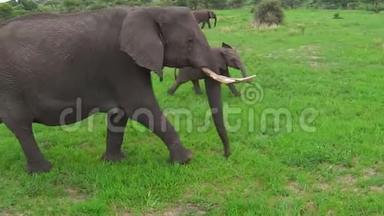 非洲<strong>象</strong>和小牛