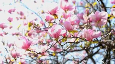 木兰树在大自然的花园里开花