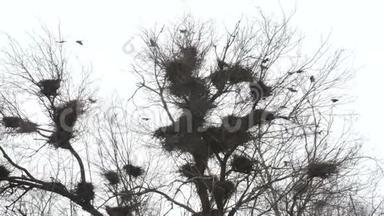 树上的乌鸦。 乌鸦在树上筑巢。 黑色乌鸦的剪影在雨天的背景上。 黑哨