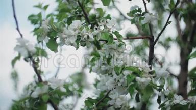 春天里一枝盛开的苹果树，有着轻风。 盛开着美丽白花的苹果.. 分支机构