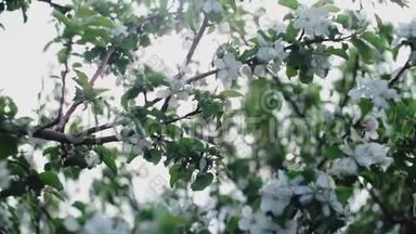 春天里一枝盛开的苹果树，有着轻风。 盛开着美丽白花的苹果.. 分支机构
