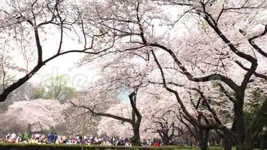 日本东京上野公园樱花.. 看樱花是日本的习俗。 上野公园是日本`第一个