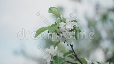 春天里<strong>一枝</strong>盛开的苹果树，有着轻风。 盛开着美丽白花的苹果.. 分支机构
