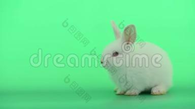 小白兔保持冷静，在绿色屏幕背景下显得困倦