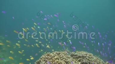 五颜六色的珊瑚礁和外来的鱼。 菲律宾Camiguin。 一群鱼。