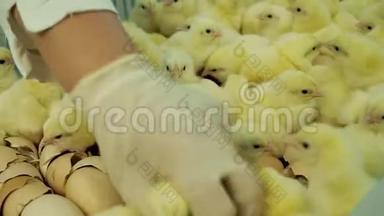 在农场孵化室，把小鸡从蛋壳分类到容器
