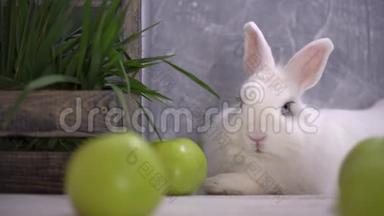 <strong>白兔</strong>挨着绿苹果和一个装满草的木篮休息
