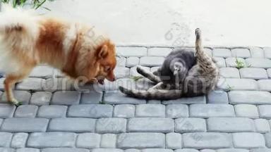 狗和猫玩。斯皮茨想咬猫的尾巴