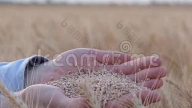农业综合企业、农民手中握着成熟的麦粒，在收割的大麦穗的面包田里表现出丰收