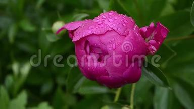 红玫瑰的花蕾上带着露珠，花园里的花随风摇曳。特写镜头。美丽的玫瑰在花园后