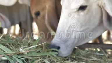 奶牛在农场，奶牛在吃干草。 关门