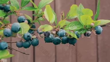 <strong>九月</strong>，在花园里的一个灌木丛中，一棵成熟的蓝莓