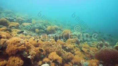 五颜六色的珊瑚礁和外来的鱼。 菲律宾Camiguin。 一群鱼。