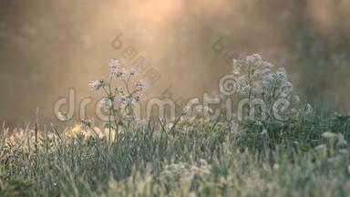 美丽<strong>的花</strong>朵，在草地上开着白色<strong>的花</strong>，在<strong>金色的</strong>早晨阳光和背景中<strong>的</strong>雾中照亮