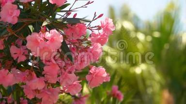 粉红色夹竹桃的开花灌木