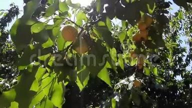 杏树在阳光下。 成熟的果实在阳光下的树上。