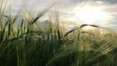 麦子逆着蓝天，阳光透过麦子的小穗.. 底部视野，慢动作