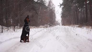 冬天降雪时，杜伯曼狗像狼一样在森林里坐在路上嚎叫。