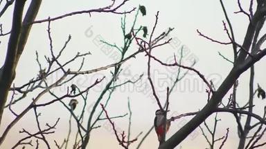 鸟枝，啄木鸟栖息在树枝上，寻找害虫