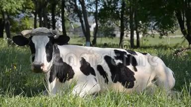 在炎热的夏日，奶牛在绿草上休息
