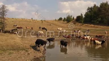 在炎热的夏天，奶牛在一个浇水洞里。 湖的海岸变成黄色，因为它们被烧光了
