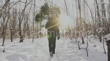 人肩上扛着被砍倒的圣诞树. 平安夜和新年。 他在雪地里走在森林里