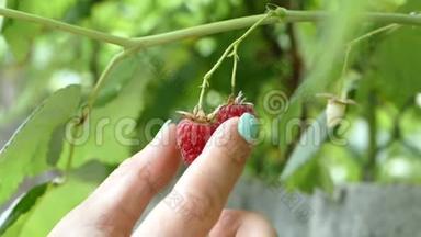 一个拿着绿指甲的女人从两颗树莓上扯下来。天然健康食品的概念。家庭园艺。慢动作。