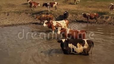 在<strong>炎热的夏天</strong>，奶牛在一个浇水洞里。 湖<strong>的</strong>海岸变成黄色，因为它们被烧光了