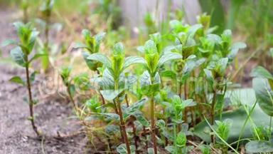 绿色的薄荷和梅丽莎植物在花园里的<strong>春风</strong>中摇曳