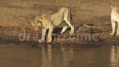 肯尼亚马赛马拉，一只<strong>小狮</strong>子用爪子试水