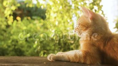 可爱的红色小猫躺在院子里的木凳上，背景是绿色植物，宠物在户外散步，美丽的猫的侧面