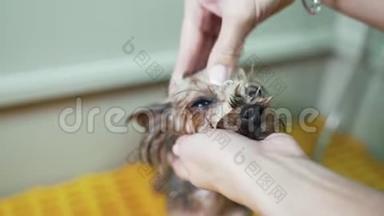特写美容师在宠物美容院用洗发<strong>水</strong>洗手给可爱的小狗漱口