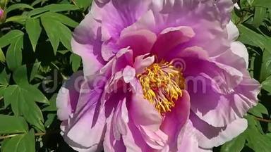 夏天，花园里开着一朵粉红色的杜鹃花牡丹。 4k<strong>电影</strong>。
