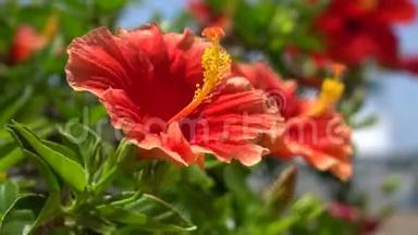 美丽的红花映衬着热带灌木的鲜绿叶子。 热带岛屿上温暖的晴天.. 特写