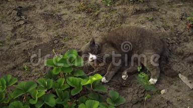 可爱的灰猫躺在花园的<strong>地面</strong>上，在夕阳的<strong>灯光</strong>下。