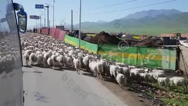 4.中国青海省西宁附近有很多人在放羊