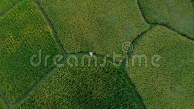 空中拍摄农民携带袋大米通过一个美丽的稻田。 大米脱粒.. 前往巴厘概念