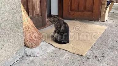 可爱的小猫坐在外面的门槛上