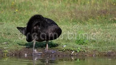 黑天鹅清理站在池塘岸边的羽毛。 <strong>巨蟹座</strong>