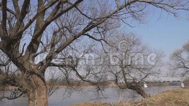 蜿蜒的河流树木