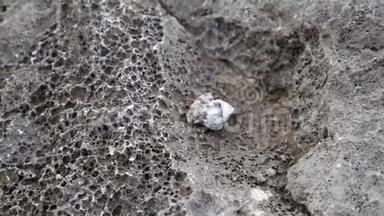 蟹形小螃蟹爬在岩石海滩上