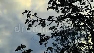 天空背景上的树枝剪影。 蓝天白云