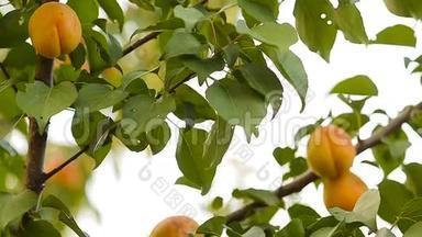 树枝上的杏子。