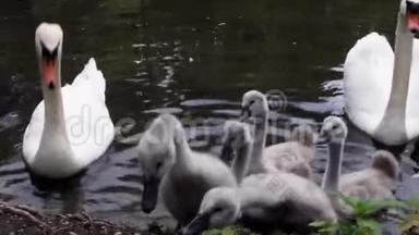 一个夏天，两只白色天鹅和两只灰色小天鹅在靠近海岸的湖中游泳。