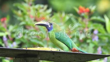 哥斯达黎加一个<strong>饲养站</strong>的翡翠巨嘴鸟
