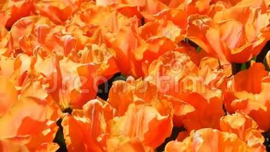 清新美丽的大饱和橙色郁金香花开在春天的花园。 春天盛开的装饰郁金香花