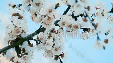 盛开的杏树美丽的春枝.. 红杏仁在蓝天背景上盛开的花朵特写。 宏观经济